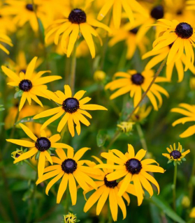 Rudbeckia fulgida var. sullivantii 'Goldblitz'